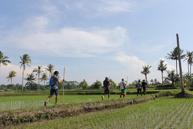 Rural Charm of Bali Tour - Walking through rice fields, palms, and spice plants