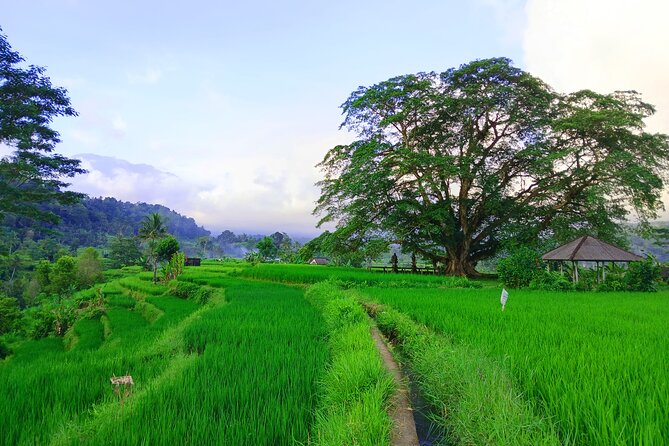 Sidemen Trekking with Cultural Encounters and Nature Views - Cepug Rice View and the quieter side of Sidemen