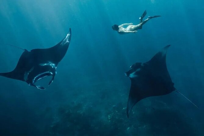 Snorkeling 4 Spots, Manta Rays, Tembeling Pool & Kelingking Beach - Key points to know before you book