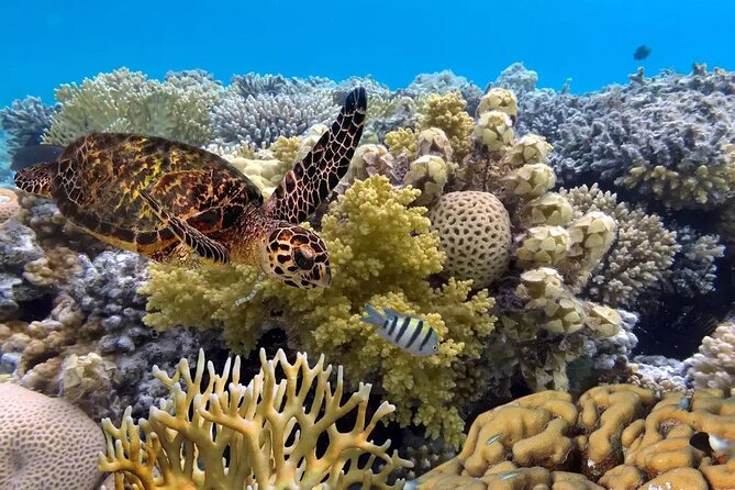 Snorkeling 4 Spots, Manta Rays, Tembeling Pool & Kelingking Beach - Why this Nusa Penida day is worth considering