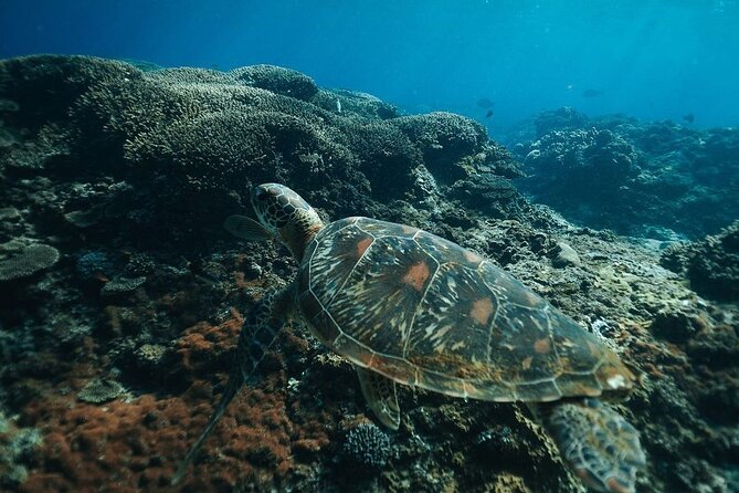 Snorkeling 4 Spots, Manta Rays, Tembeling Pool & Kelingking Beach - The return boat and the long trip back