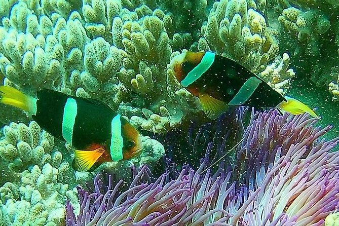 Snorkeling at Blue Lagoon Bali with Lunch and Transport - Is $52.99 good value?