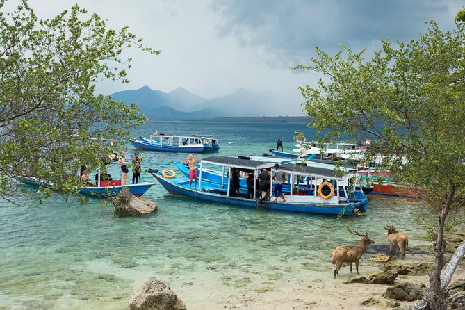 Snorkeling & Trekking at West Bali National Park - What the reef outing feels like for a beginner
