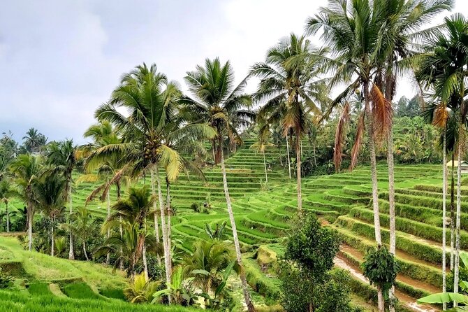 Tanah Lot and North Bali Private Tour - All inclusive - Leke Leke Waterfall for a Green Finish