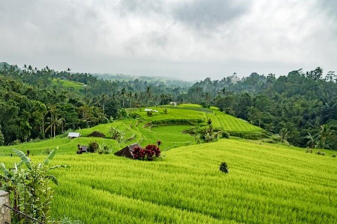 Tanah Lot and North Bali Tour: Scenic Journey - Jatiluwih rice terraces and lunch with a view