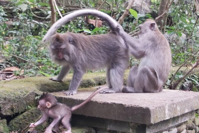 Tanah Lot And Ubud - Full Day Private Tour - Monkey Forest: a green break in central Ubud