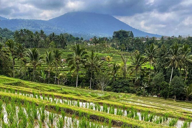 Tanah Lot - Ulun Danu Beratan Temple - Scenic Countryside Tour - Jatiluwih shows Bali’s working rice country
