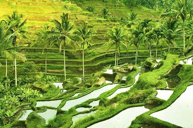 The Popular Of Ubud Private Day Tour - Why this private Ubud route works well