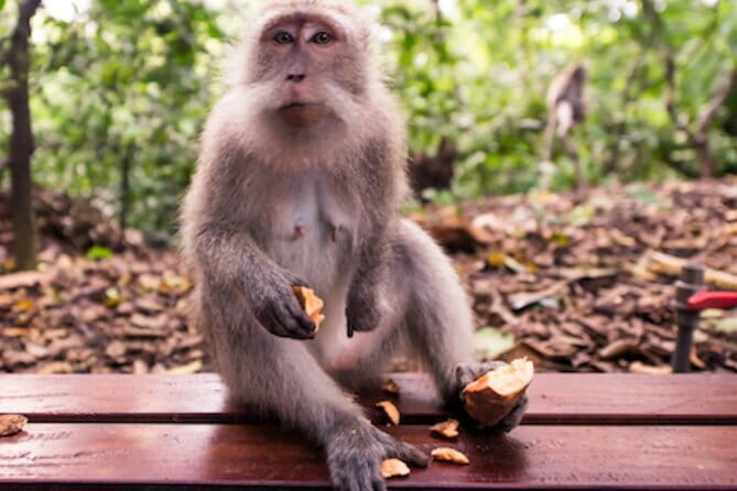 Ubud 1 Day Tour (Private & All-Inclusive) - Why this route works for a first Ubud day