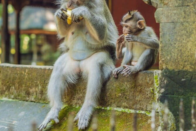 Ubud 1 Day Tour (Private & All-Inclusive) - Tegenungan Waterfall starts the day with a visual hit