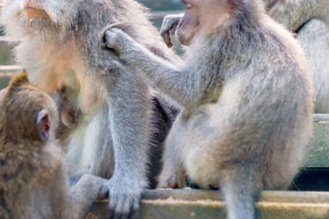 Ubud 1 Day Tour (Private & All-Inclusive) - The Sacred Monkey Forest adds culture and woodland paths