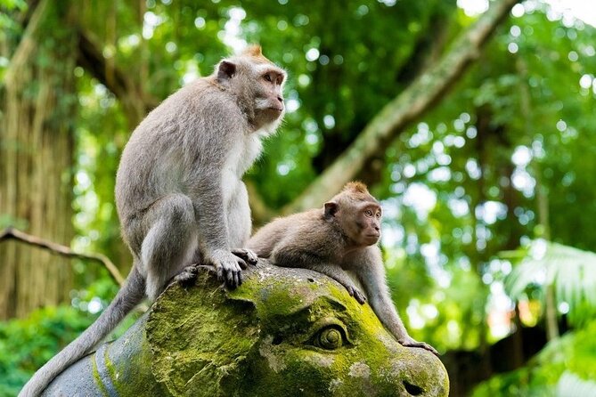 Ubud All-Inclusive Private Guide Tour - Who will enjoy this tour most