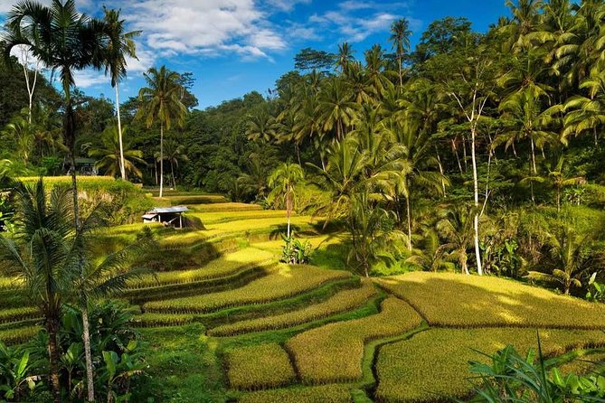 Ubud City Tour II: Monkey Forest, Palace, Art Market, and Rice Terrace - Shopping at the traditional art market