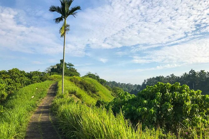 Ubud Countryside Tour: Campuhan Ridge Walk and Rice Terrace - Why this Ubud day trip works
