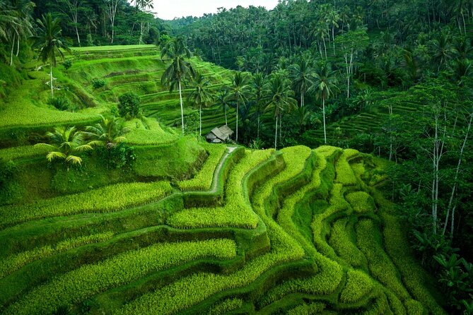 Ubud Countryside Tour: Campuhan Ridge Walk and Rice Terrace - Tegenungan Waterfall and the final nature stop