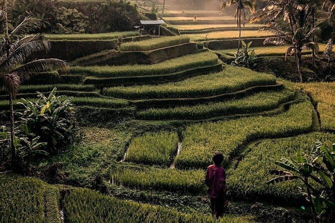 Ubud Customized Full Day Tour - Visit Most favorite In Ubud - Deciding on Monkey Forest, the market, or the jungle swing