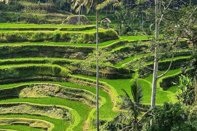 Ubud Day Tour : Waterfall, Temple and Local Night Market Tour - Four Ubud experiences in one long day