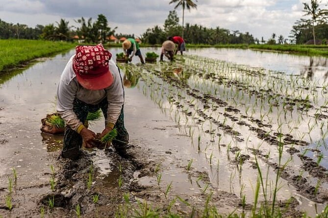 Ubud: Downhill Cycling with Volcano, Rice Terraces and Meal - Who will enjoy this ride most