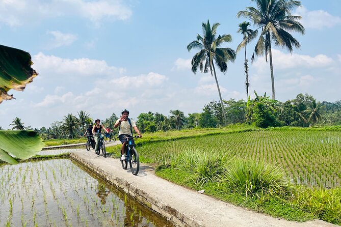 Ubud eBikes Tour to Tegallalang Rice Terrace - Seeing Tegallalang Rice Terrace at lunchtime