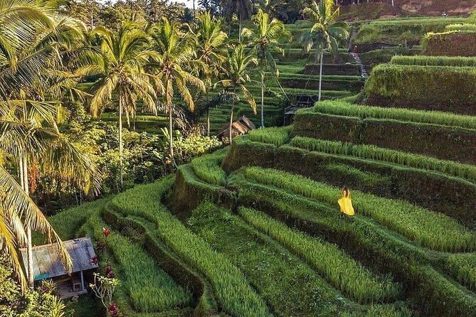 Ubud Hidden Waterfalls and Rice Terrace Tours - Who will enjoy this day most?