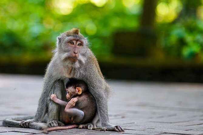 Ubud Highlight: Best of Ubud Private Day Tour with Local Guide - Monkey Forest: macaques among old temples