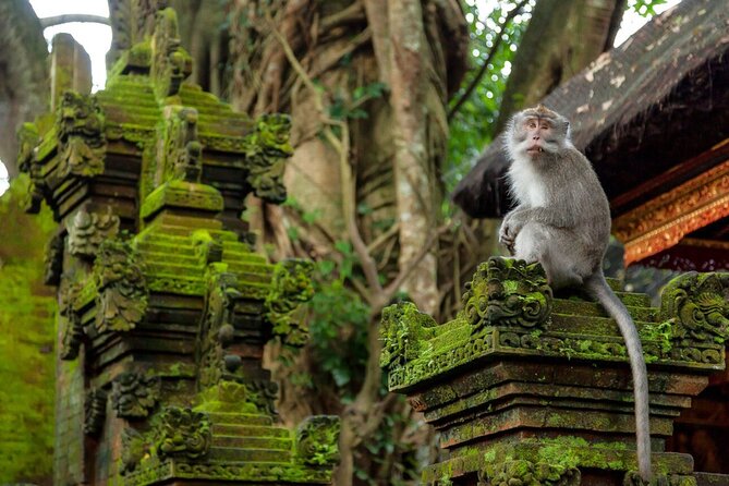 Ubud Highlights Rice Terraces, Temple, Waterfall & Monkeys forest - Tegalalang Rice Terrace and the classic Bali view
