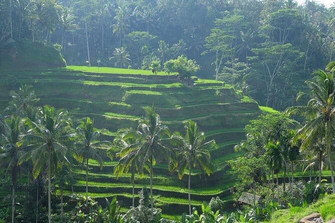 Ubud Highlights Tour ( Private All-Inclusive ) - How the private format changes the day