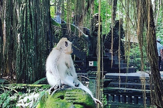 Ubud iconic waterfall and temple tours - Sacred Monkey Forest Sanctuary: one hour among Bali’s macaques