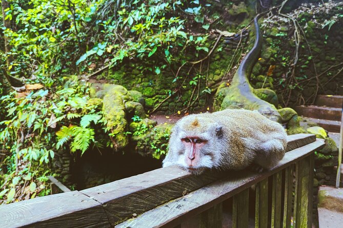 Ubud Jungle Adventure: Tirta Empul & Bali Swing - What this Ubud day is really designed to do