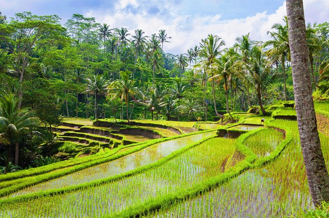 Ubud Jungle Adventure: Tirta Empul & Bali Swing - Why the private car changes the value