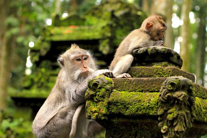 Ubud Jungle Adventure: Tirta Empul & Bali Swing - Who will enjoy this tour most?