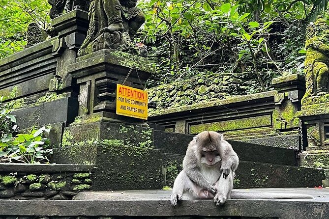 Ubud Monkey Forest, Rice Terrace & Tirta Empul Temple Tour - A ritual stop at Tirta Empul Temple