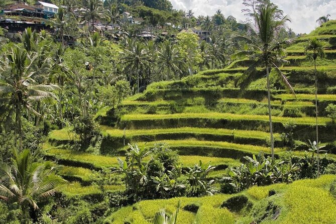 Ubud Monkey Forest, Rice Terrace & Tirta Empul Temple Tour - Meeting Bali’s macaques at Sacred Monkey Forest