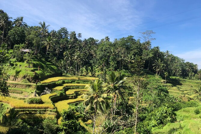 Ubud : Monkey Forest, Rice Terrace, Waterfall, Swing - Entering the Sacred Monkey Forest in Ubud