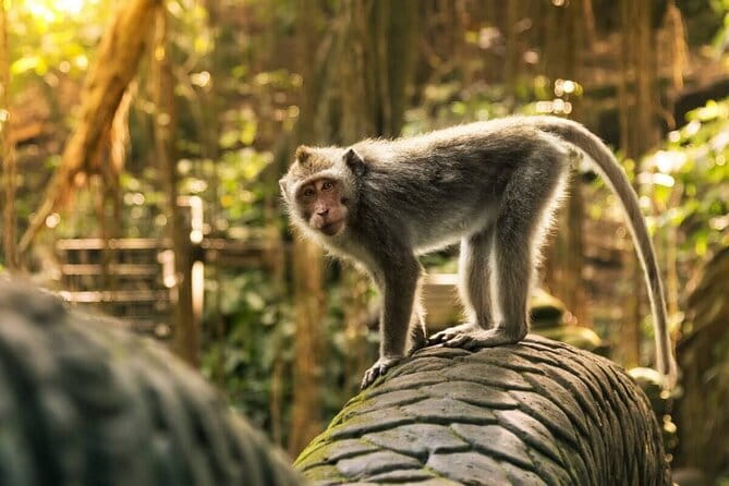 Ubud: Monkey Forest, Rice Terraces and Jungle Swing Tour - One full day across Ubud’s most famous sights
