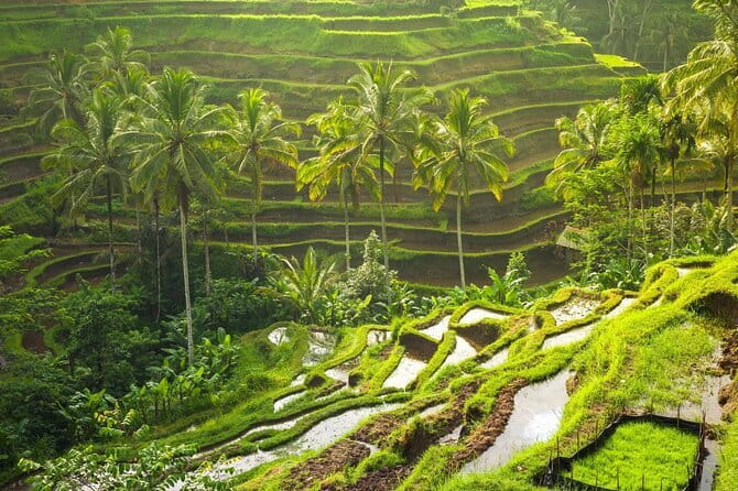 Ubud: Monkey Forest, Rice Terraces and Jungle Swing Tour - Tirta Empul, a temple with a living ritual