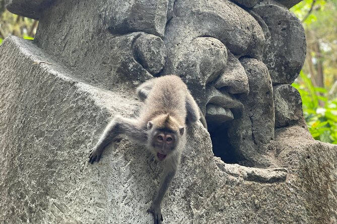Ubud Monkey Forest Sanctuary Entrance Ticket All Inclusive - The guided walk through the trees