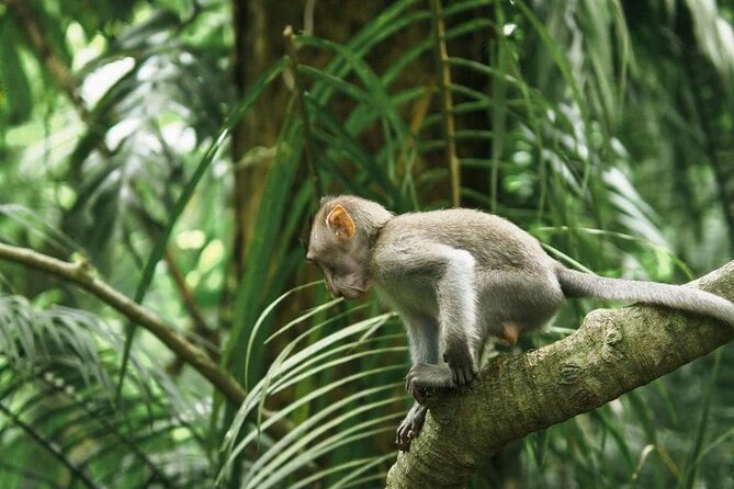 Ubud Monkey Forest, Scenic Rice Terrace with Swing and Waterfall - Sacred Monkey Forest, temples and free-roaming macaques
