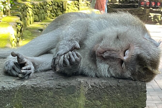 Ubud Private Nature and Temple Tour - Sacred Monkey Forest: close views with a little caution