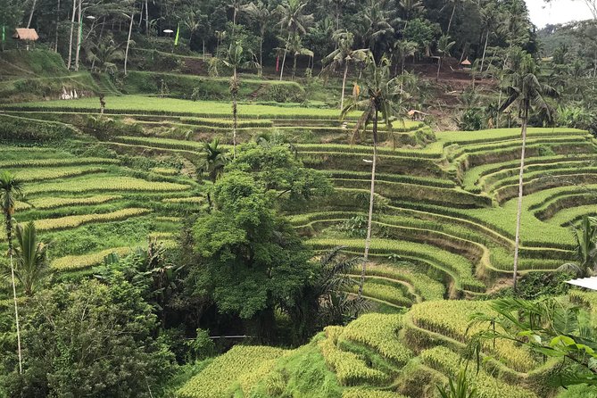 Ubud Private Tour : Best Of Ubud - Guided Tour - The d’Alas swing and lunch with a jungle view