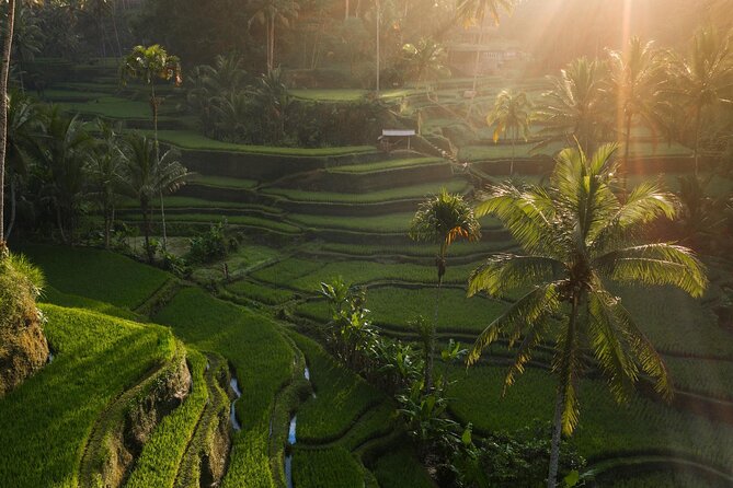 Ubud Private Tour - Waterfalls, Water Temple & Rice Terraces - Tirta Empul Temple and the purification ritual