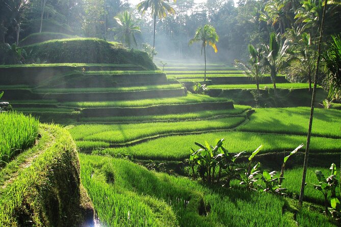 Ubud Private Tour - Waterfalls, Water Temple & Rice Terraces - Tegallalang Rice Terraces at the end of the day