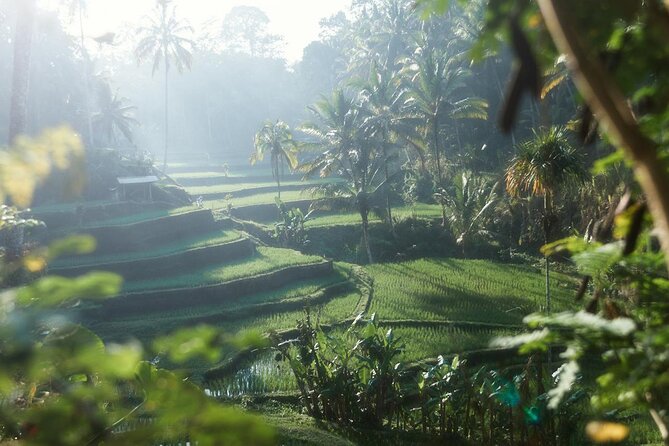 Ubud Private Tour - Waterfalls, Water Temple & Rice Terraces - The guide and vehicle make the difference