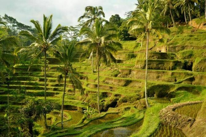 UBUD Spring Temple, Waterfall, Rice Terraces Private Tour - Tegalalang Rice Terrace, 45 minutes of classic Bali scenery