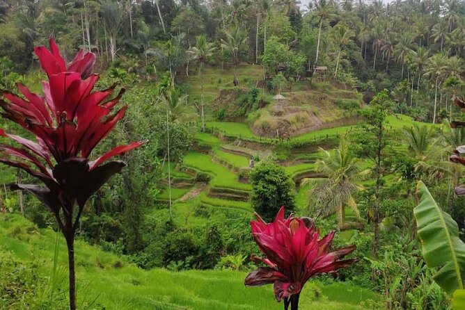 UBUD Spring Temple, Waterfall, Rice Terraces Private Tour - The timing issue you should clarify