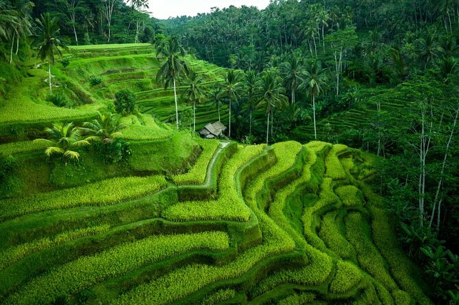UBUD : Temple and Waterfall All Inclusive Day Tour - A full day through Ubud’s countryside