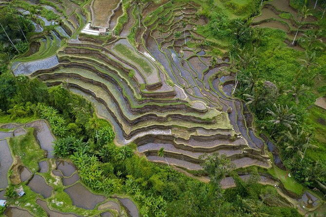 Ubud Top Attractions: Waterfalls, Temples and Rice Terraces - d’Alas Swing: a big photo stop over the jungle