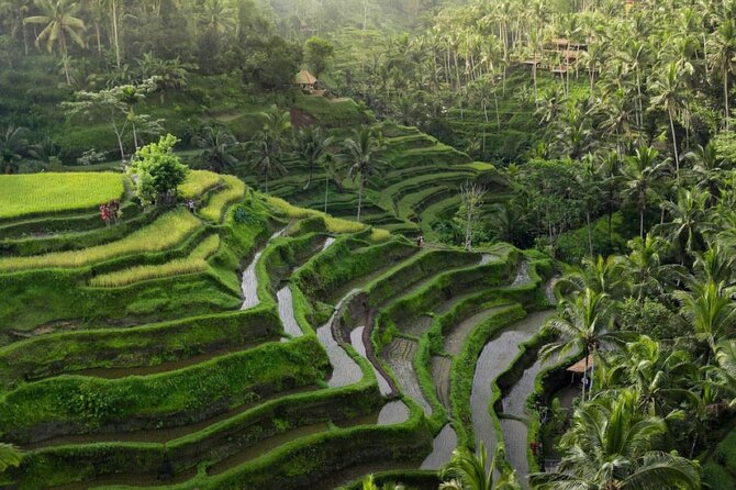 Ubud Tour-All Inclusive with Jungle Swing And Lunch - Beginning at the Sacred Monkey Forest Sanctuary