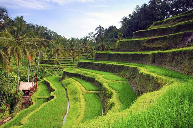 Ubud Tour - Best of Ubud - All Inclusive - Starting at a Balinese family home