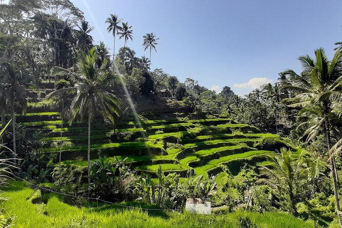 Ubud Tour - Highlights of Ubud - Key points to know before booking
